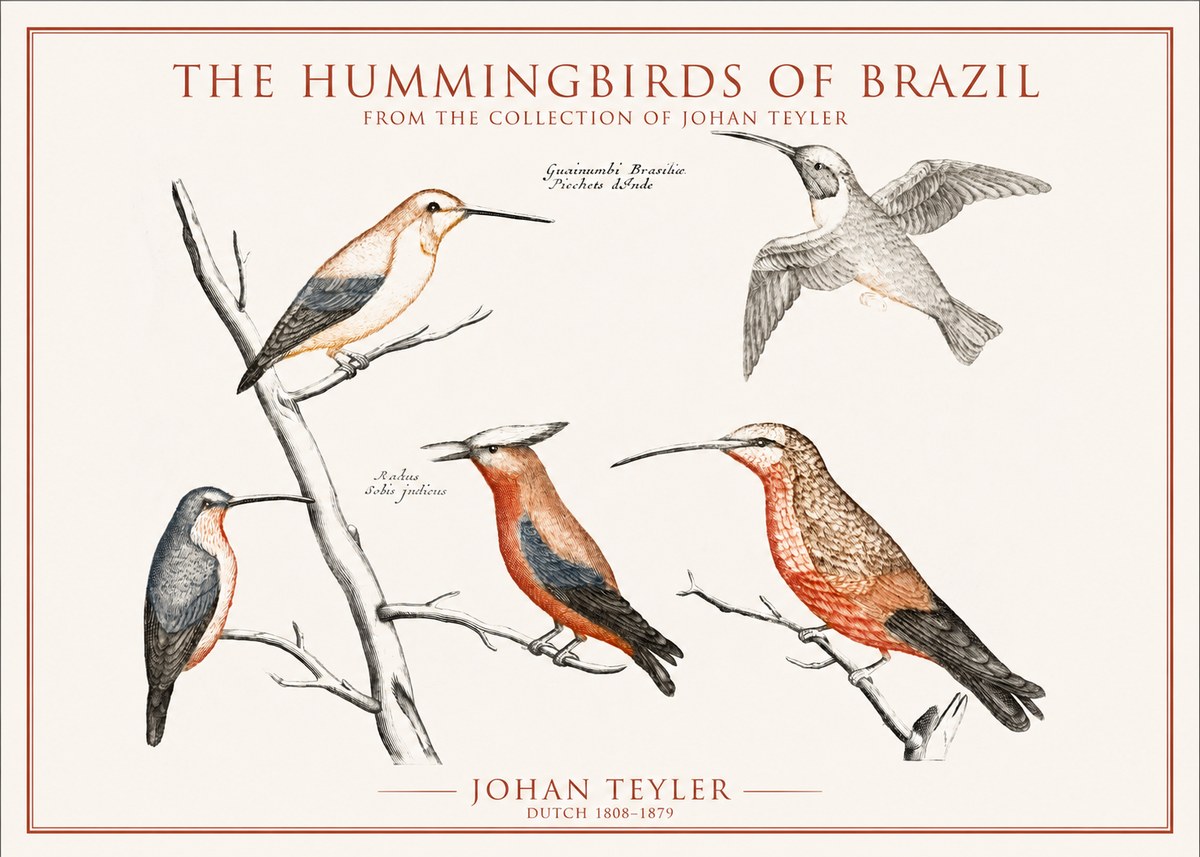 Johan Teyler The Hummingbirds of Brazil from the Collection of Johan Teyler No1 - Affiche