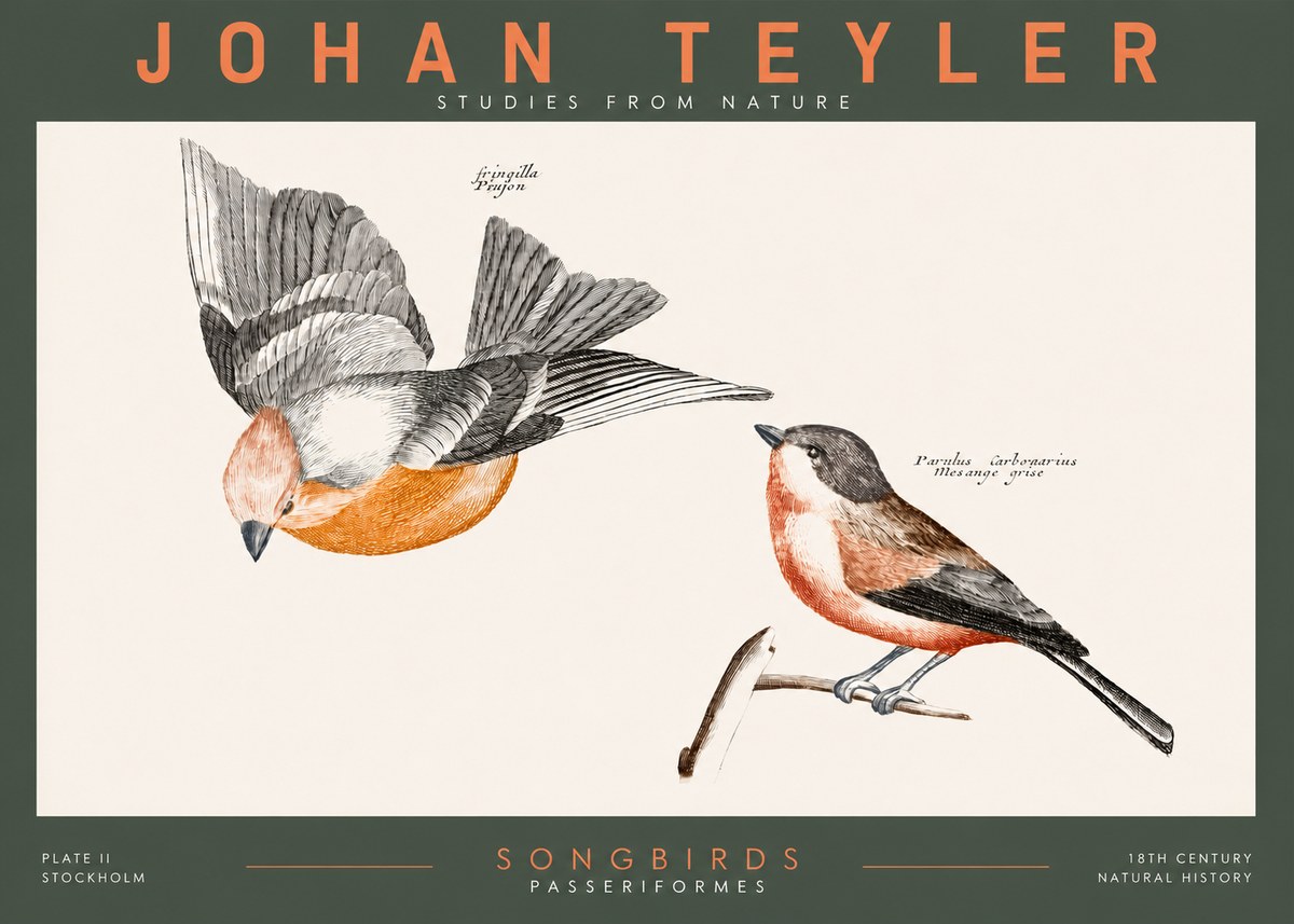 Johan Teyler Songbirds - Plate Ii No2 - Affiche