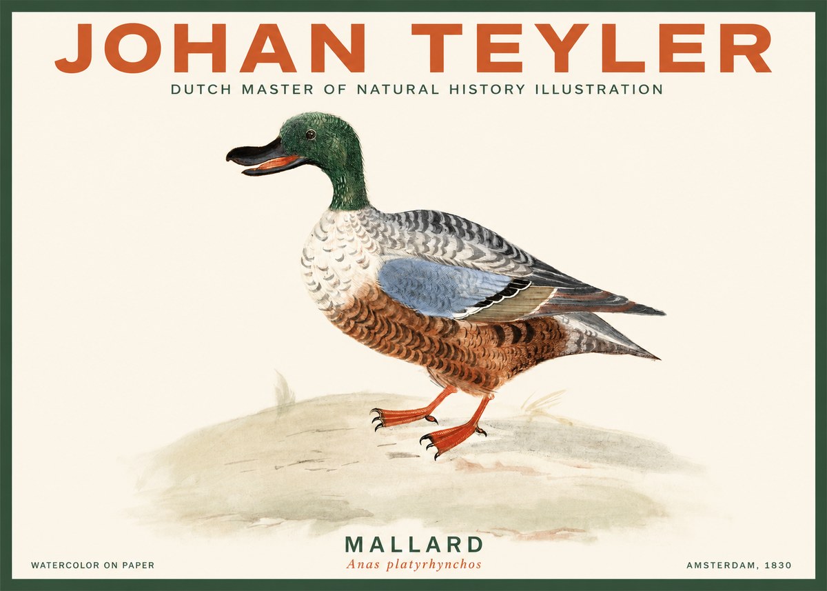 Johan Teyler A Study of a Duck No3 - Affiche
