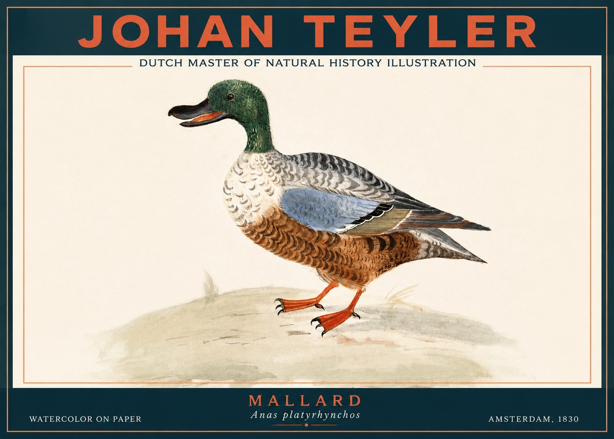 Johan Teyler A Study of a Duck No4 - Affiche