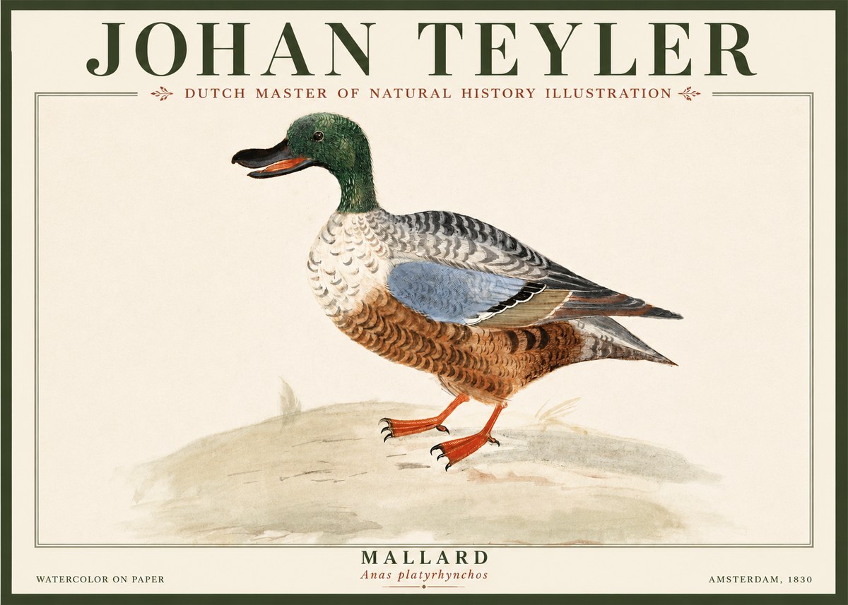 Johan Teyler A Study of a Duck No5 - Affiche