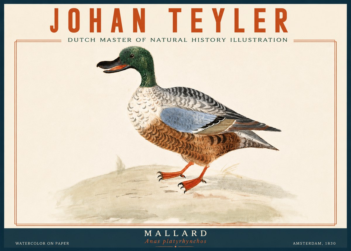 Johan Teyler A Study of a Duck No6 - Affiche