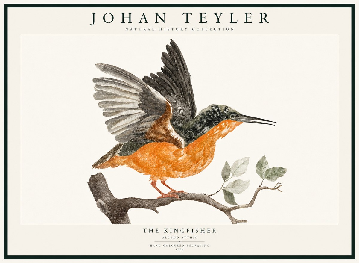 Johan Teyler Kingfisher No3 - Affiche