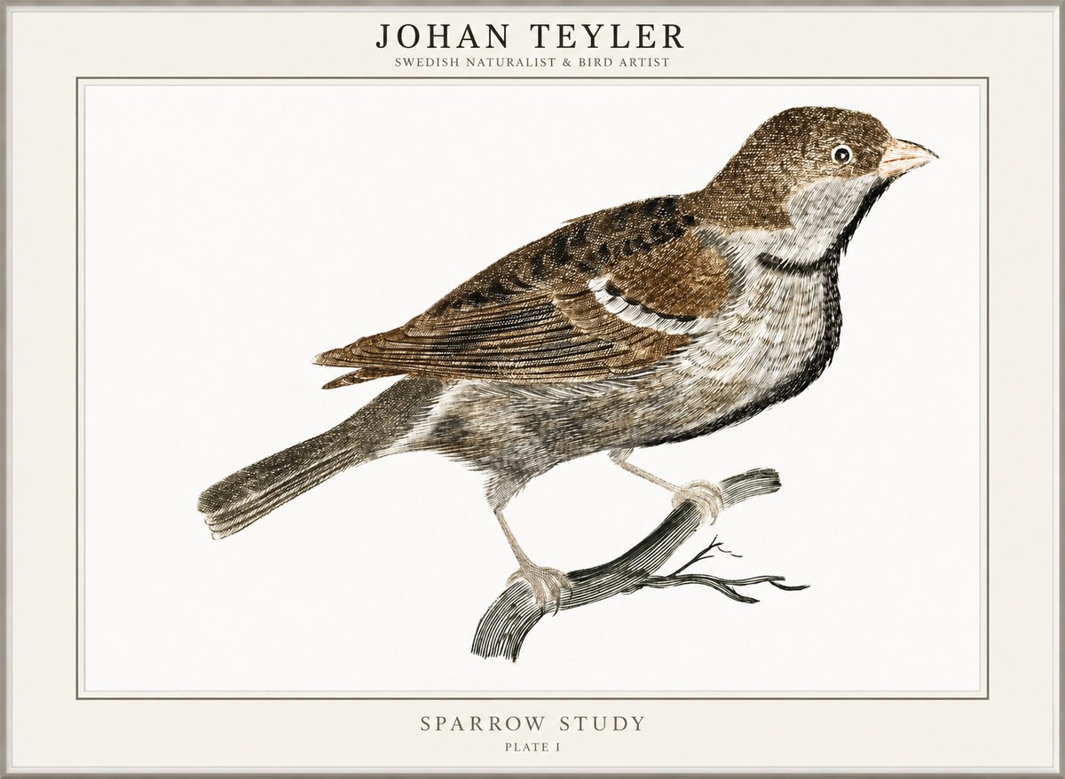 Johan Teyler Sparrow Study No1 - Affiche