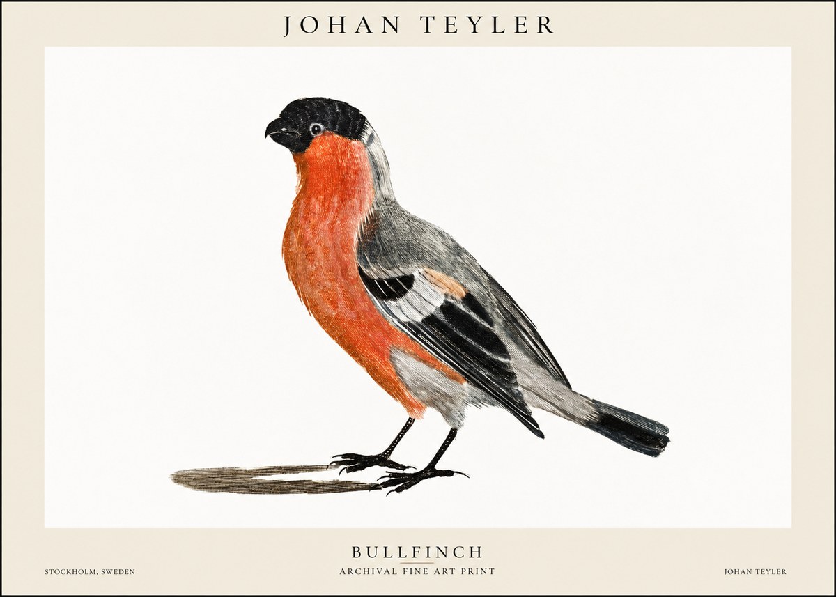 Johan Teyler Bullfinch No1 - Affiche