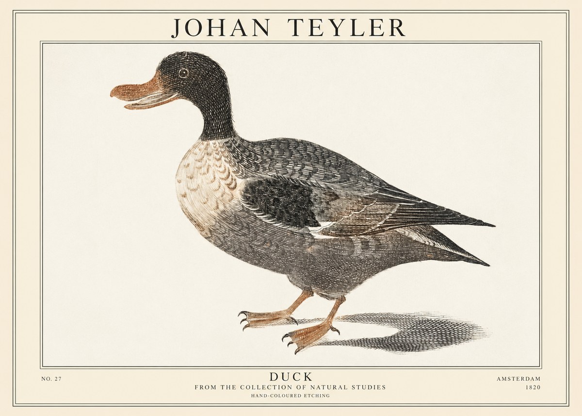 Johan Teyler Duck I No1 - Affiche