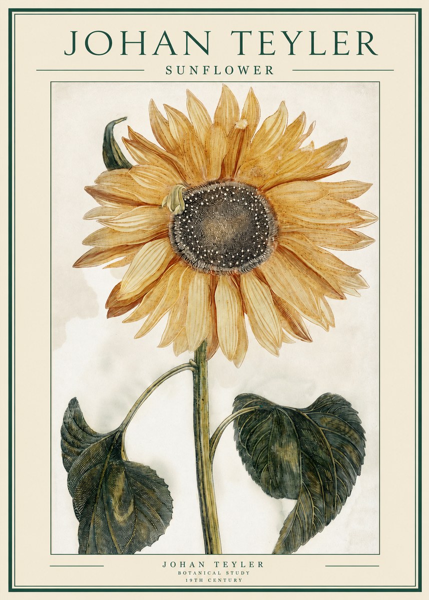 Johan Teyler Sunflower No1 - Affiche