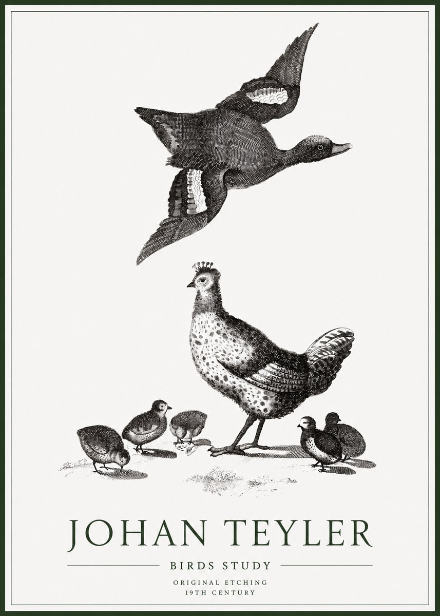 Johan Teyler Birds Study No1 - Affiche