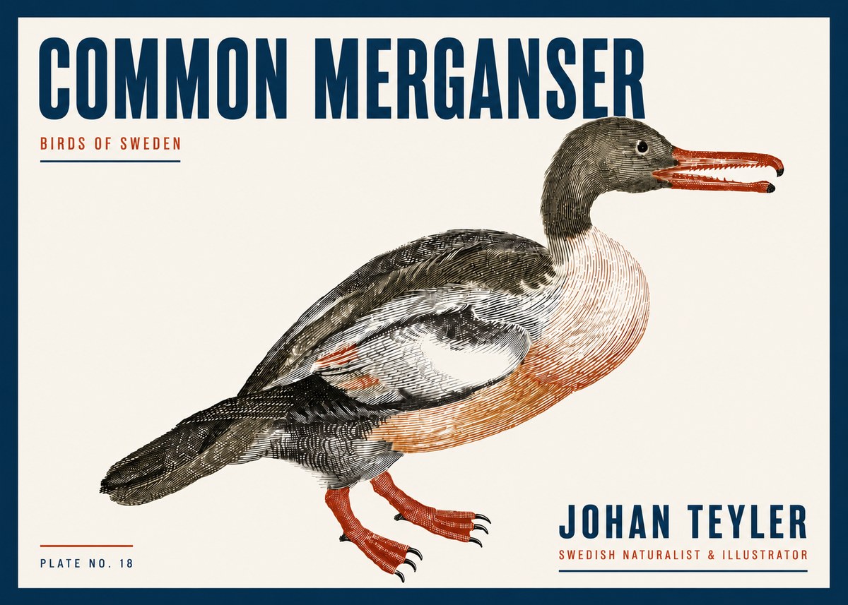 Johan Teyler Common Merganser No6 - Affiche