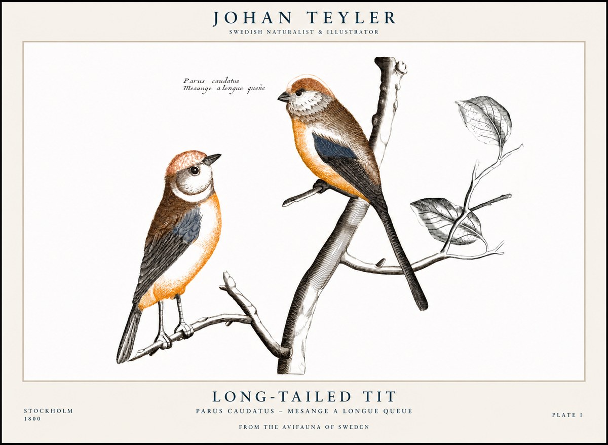 Johan Teyler Long-tailed Tit No1 - Affiche