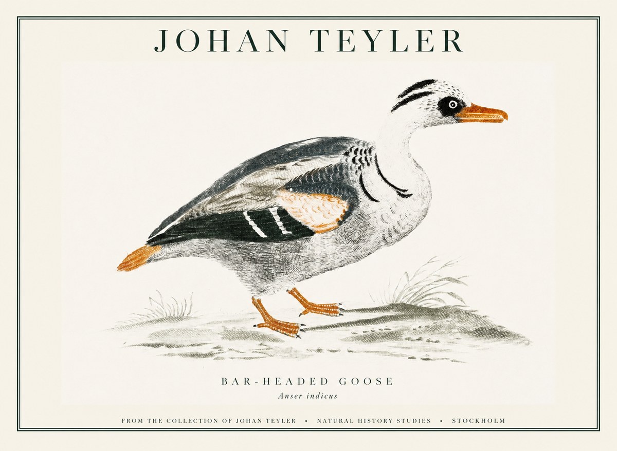 Johan Teyler Bar-headed Goose No1 - Affiche