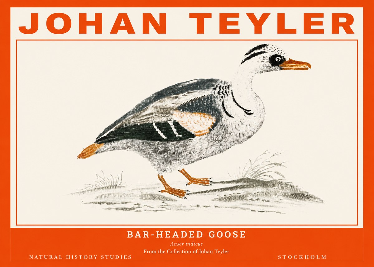 Johan Teyler Bar-headed Goose No2 - Affiche