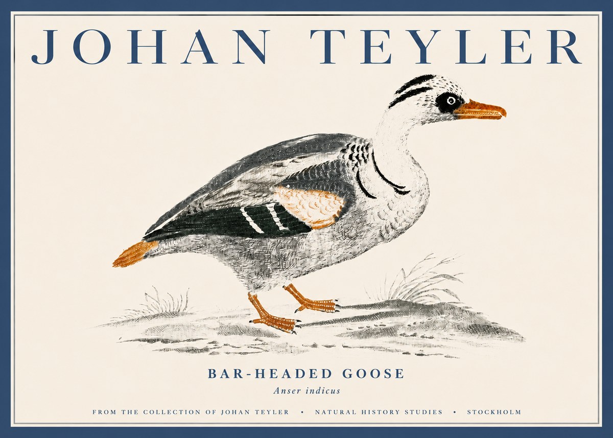 Johan Teyler Bar-headed Goose No4 - Affiche