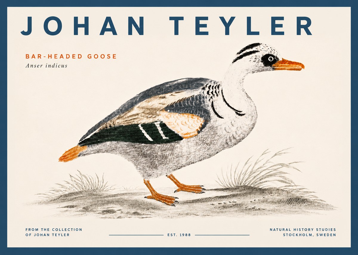 Johan Teyler Bar-headed Goose No5 - Affiche