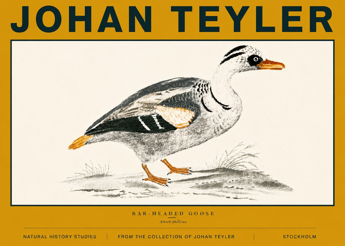 Johan Teyler Bar-headed Goose No6 - Affiche