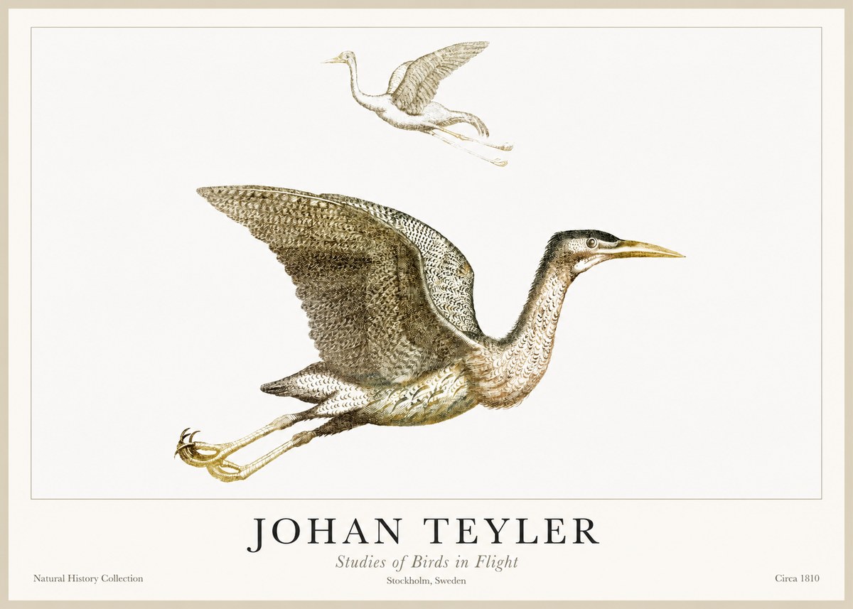 Johan Teyler Studies of Birds in Flight No1 - Affiche