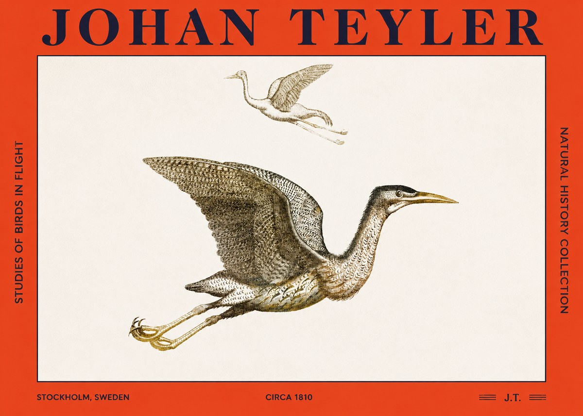 Johan Teyler Studies of Birds in Flight No2 - Affiche