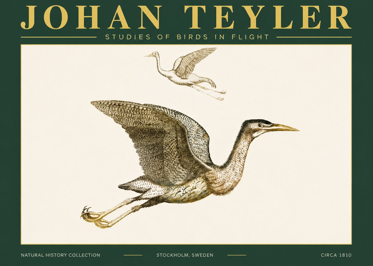 Johan Teyler Studies of Birds in Flight No4 - Affiche