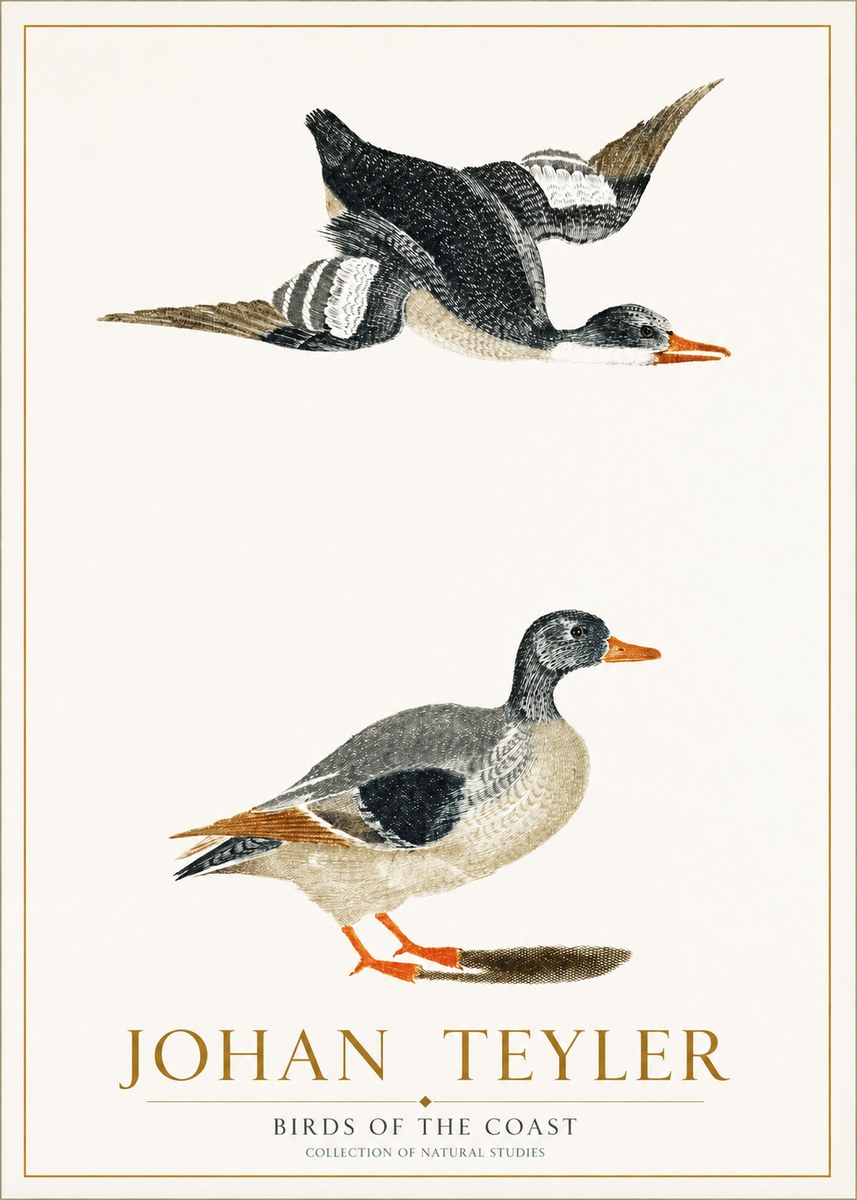 Johan Teyler Birds of the Coast No1 - Affiche