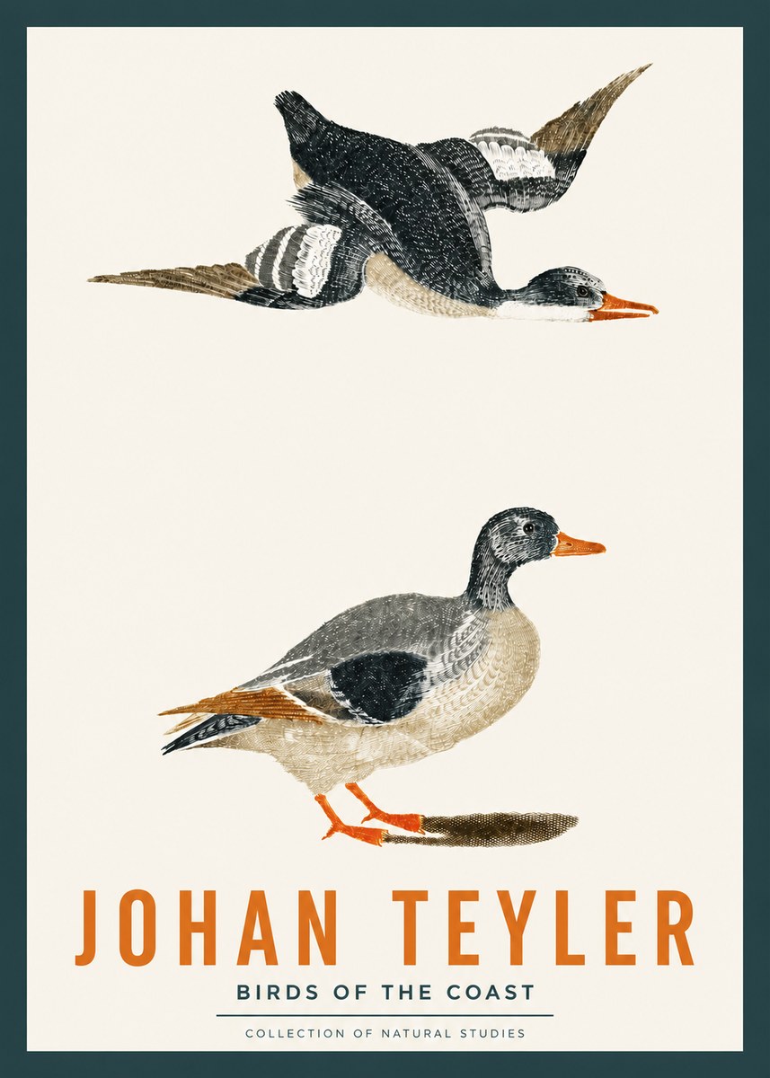 Johan Teyler Birds of the Coast No2 - Affiche