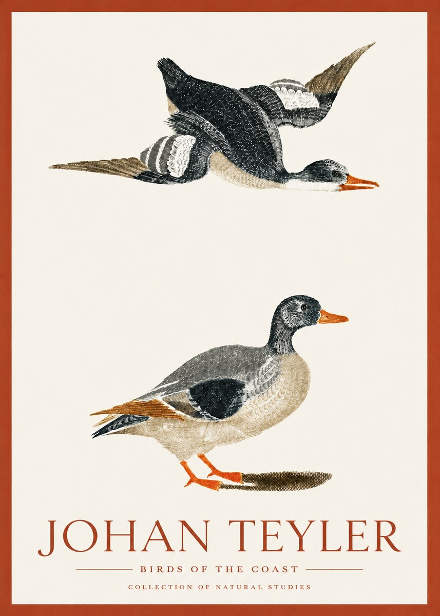 Johan Teyler Birds of the Coast No3 - Affiche