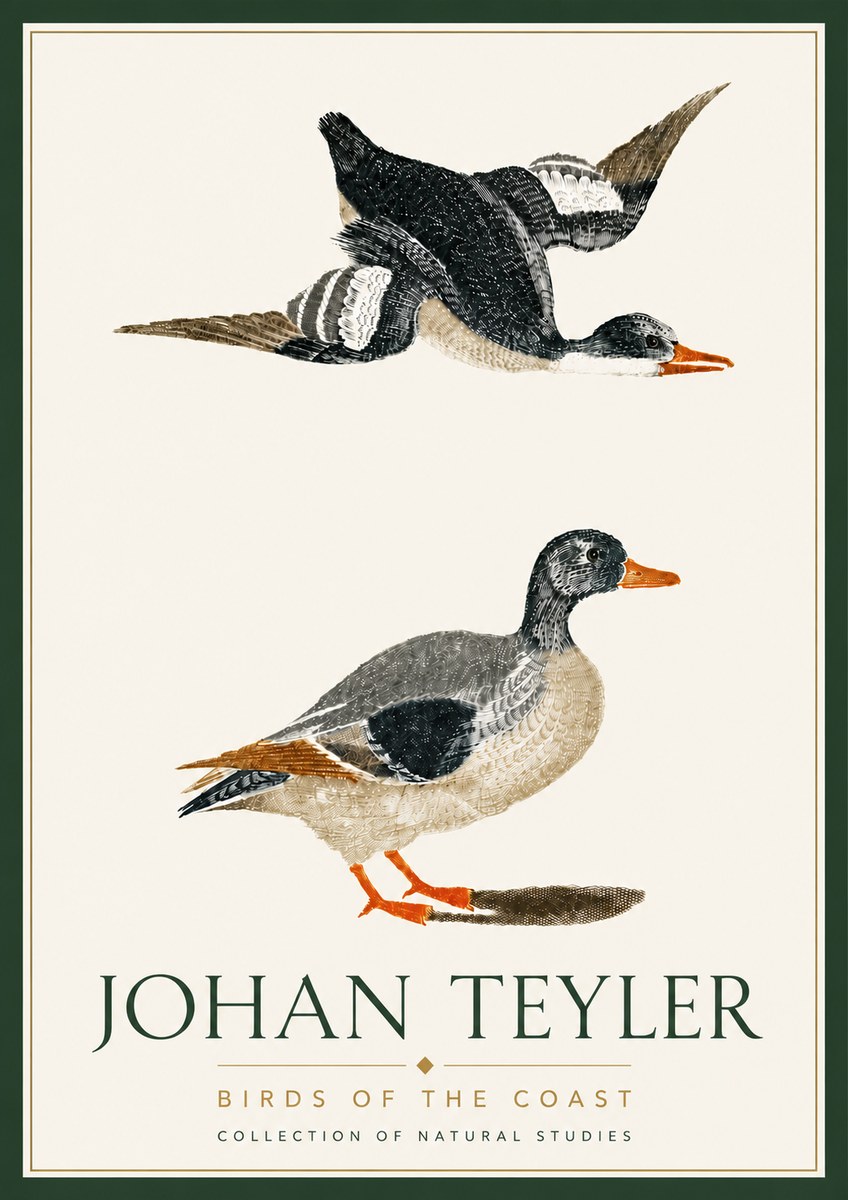 Johan Teyler Birds of the Coast No6 - Affiche