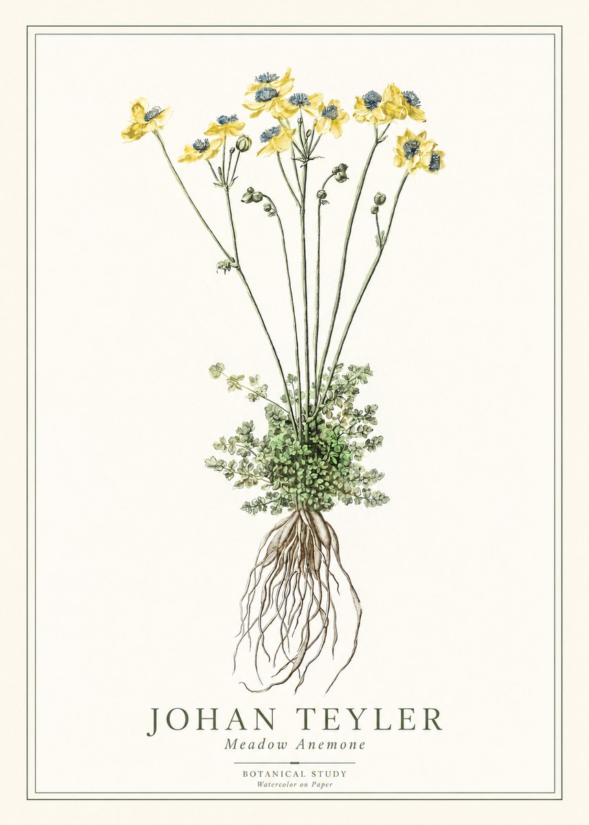Johan Teyler Meadow Anemone No1 - Affiche
