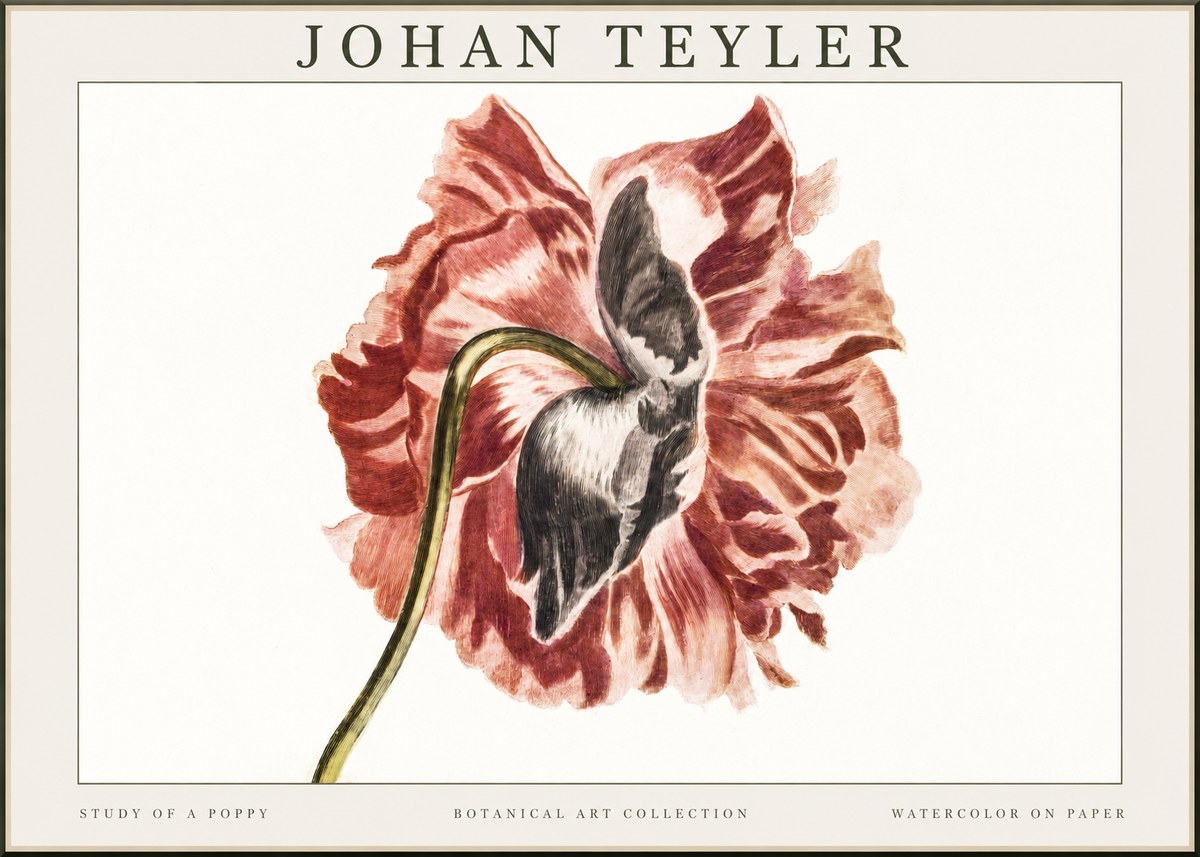 Johan Teyler Study of a Poppy No1 - Affiche