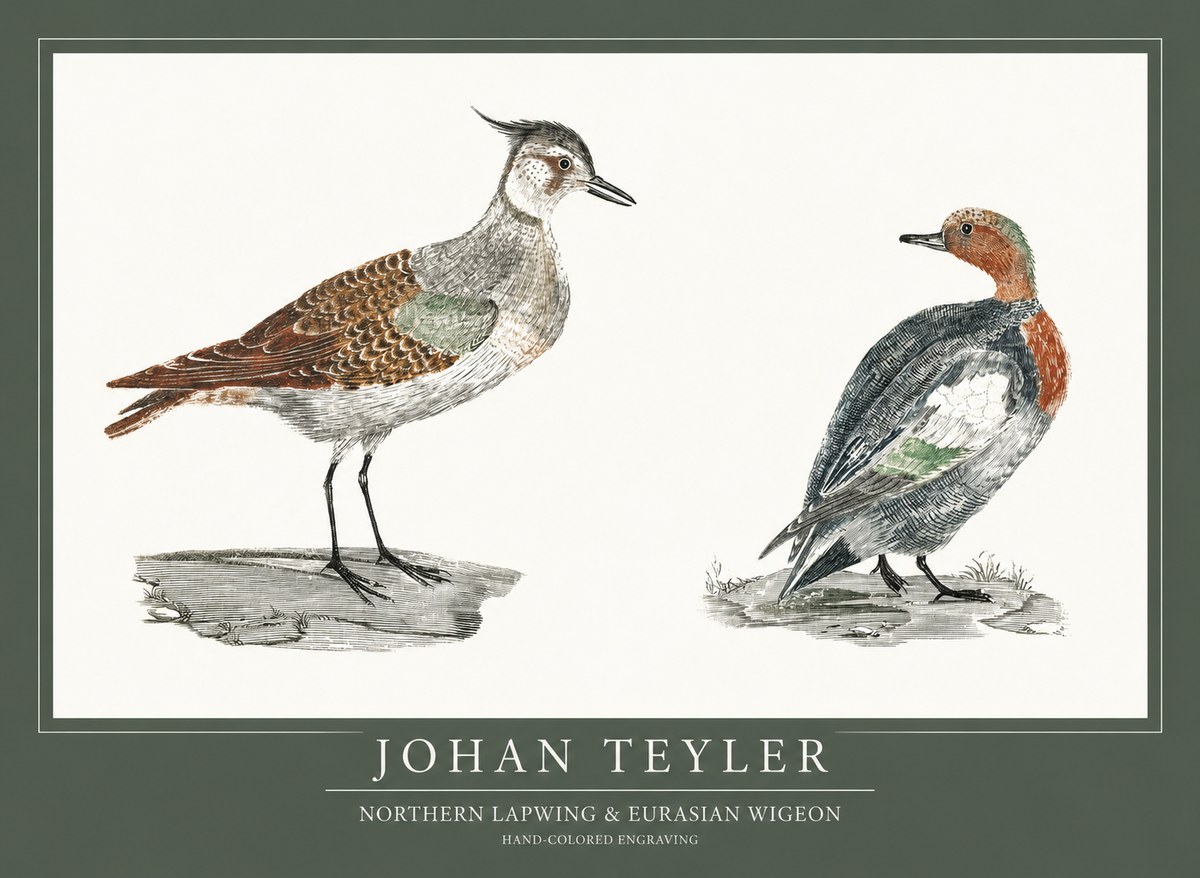 Johan Teyler Northern Lapwing & Eurasian Wigeon No1 - Affiche