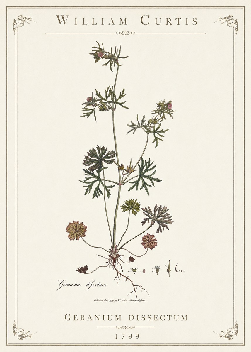 William Curtis Geranium Dissectum I No1 - Affiche