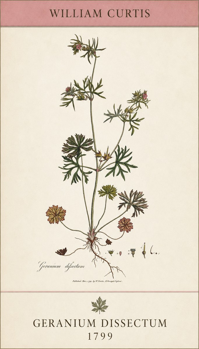 William Curtis Geranium Dissectum I No5 - Affiche