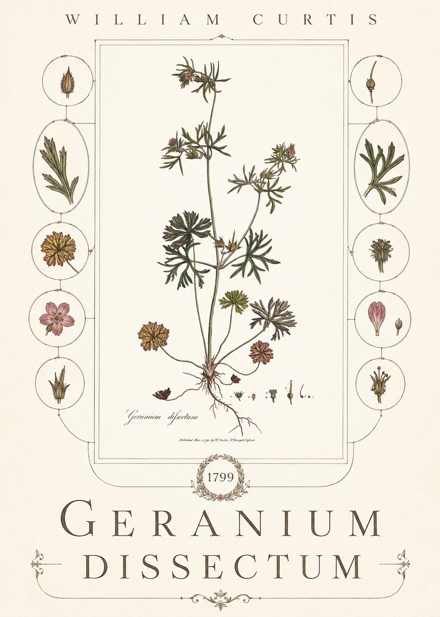 William Curtis Geranium Dissectum I No6 - Affiche