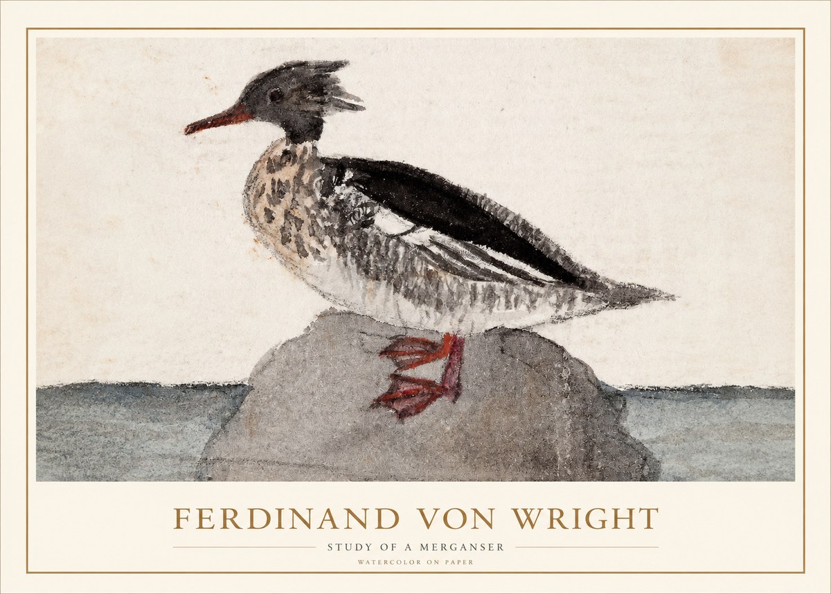Ferdinand von Wright Study of a Merganser No1 - Affiche
