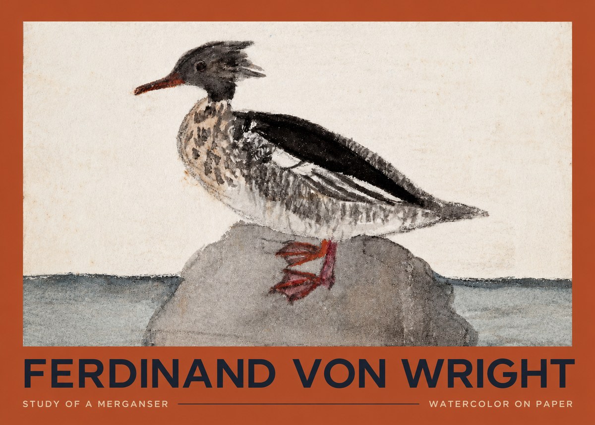 Ferdinand von Wright Study of a Merganser No2 - Affiche