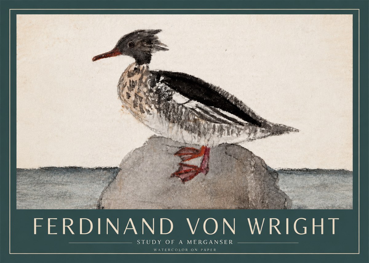 Ferdinand von Wright Study of a Merganser No3 - Affiche