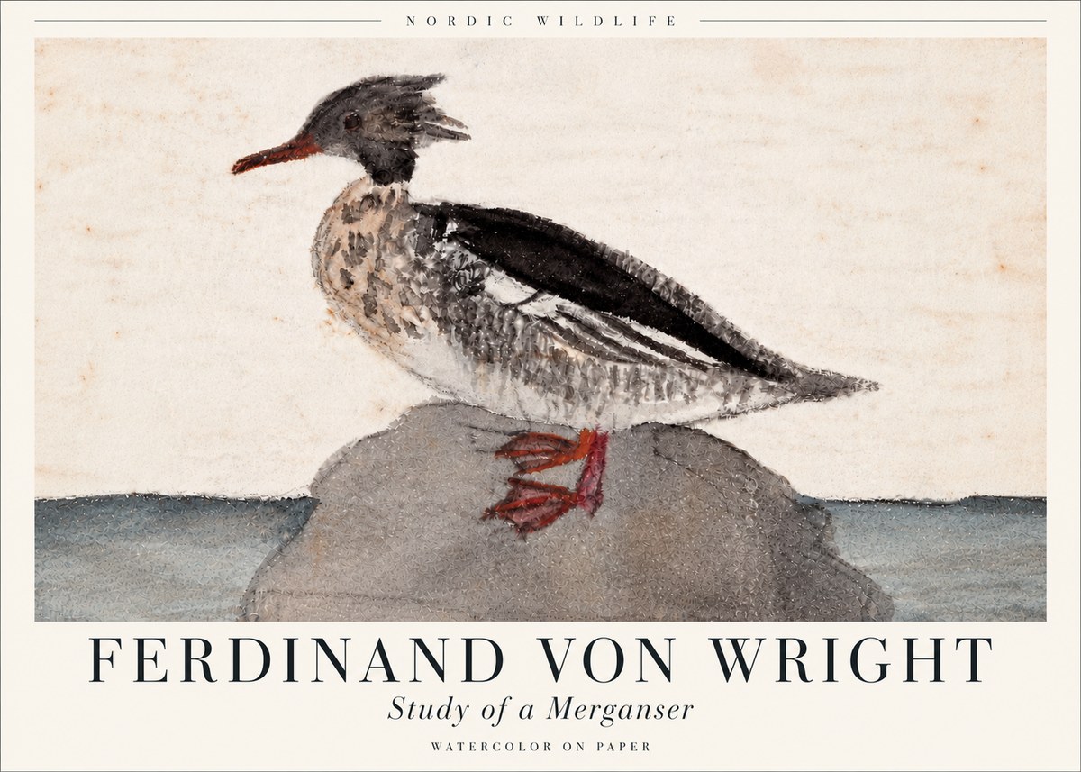 Ferdinand von Wright Study of a Merganser No6 - Affiche
