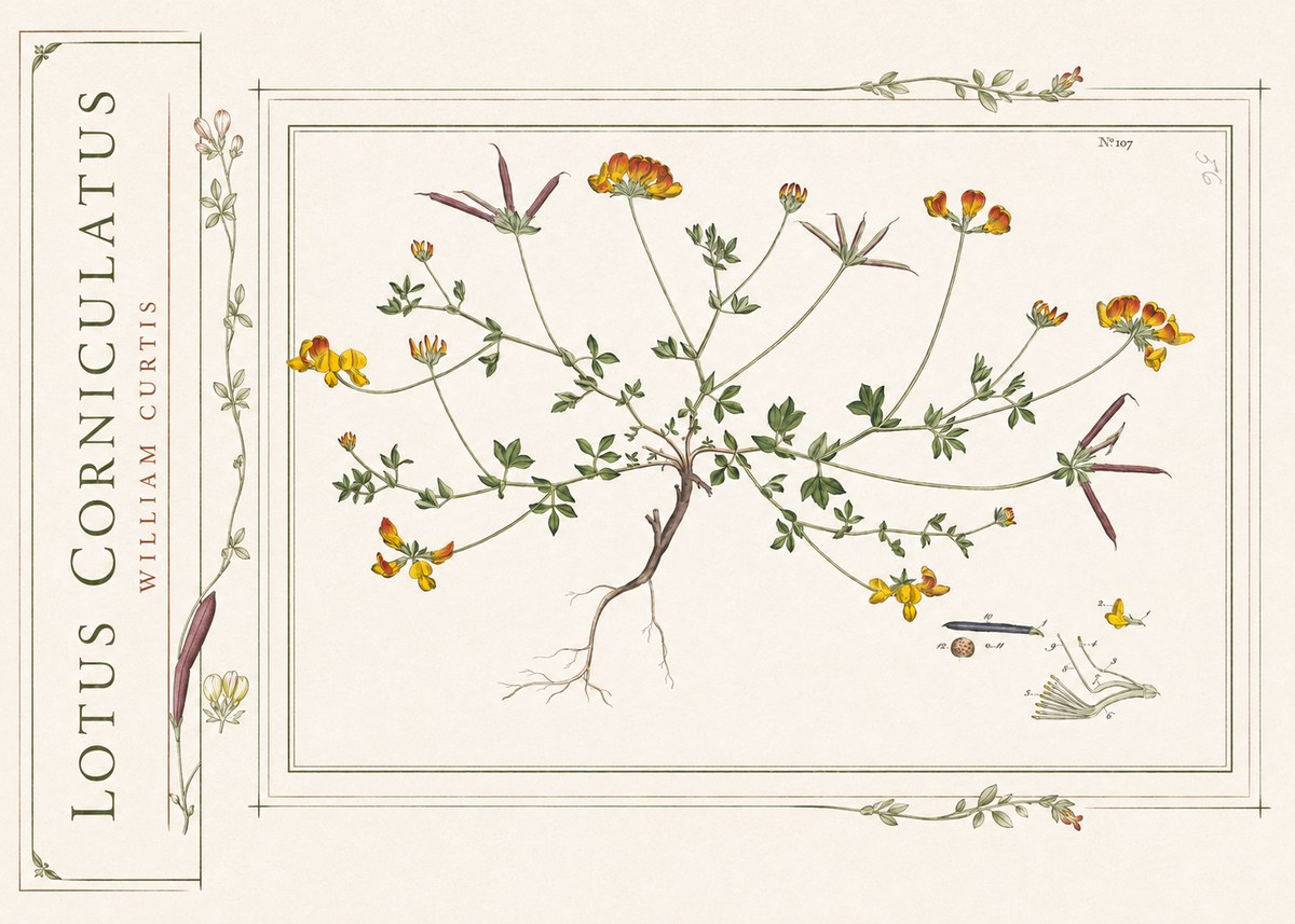 William Curtis Lotus Corniculatus I No2 - Affiche