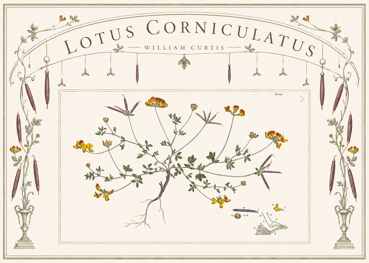 William Curtis Lotus Corniculatus I No6 - Affiche