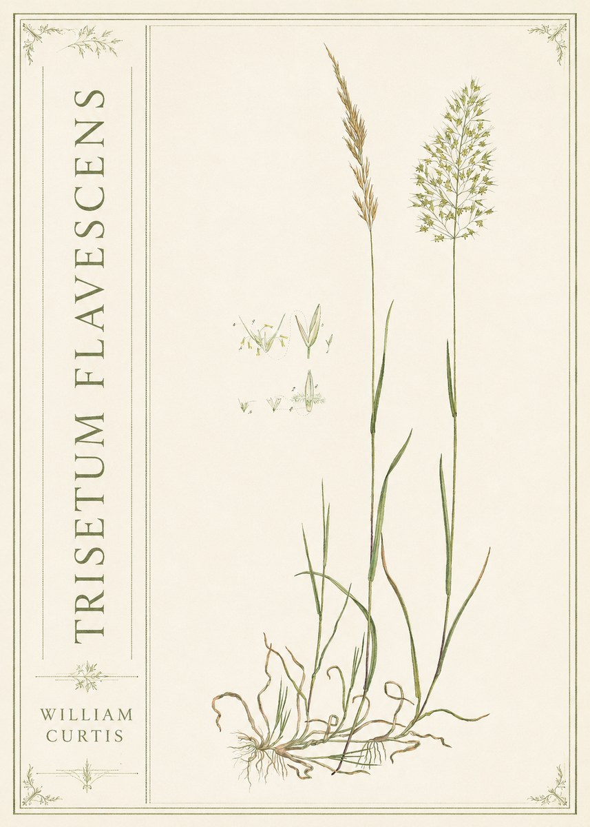 William Curtis Trisetum Flavescens II No2 - Affiche