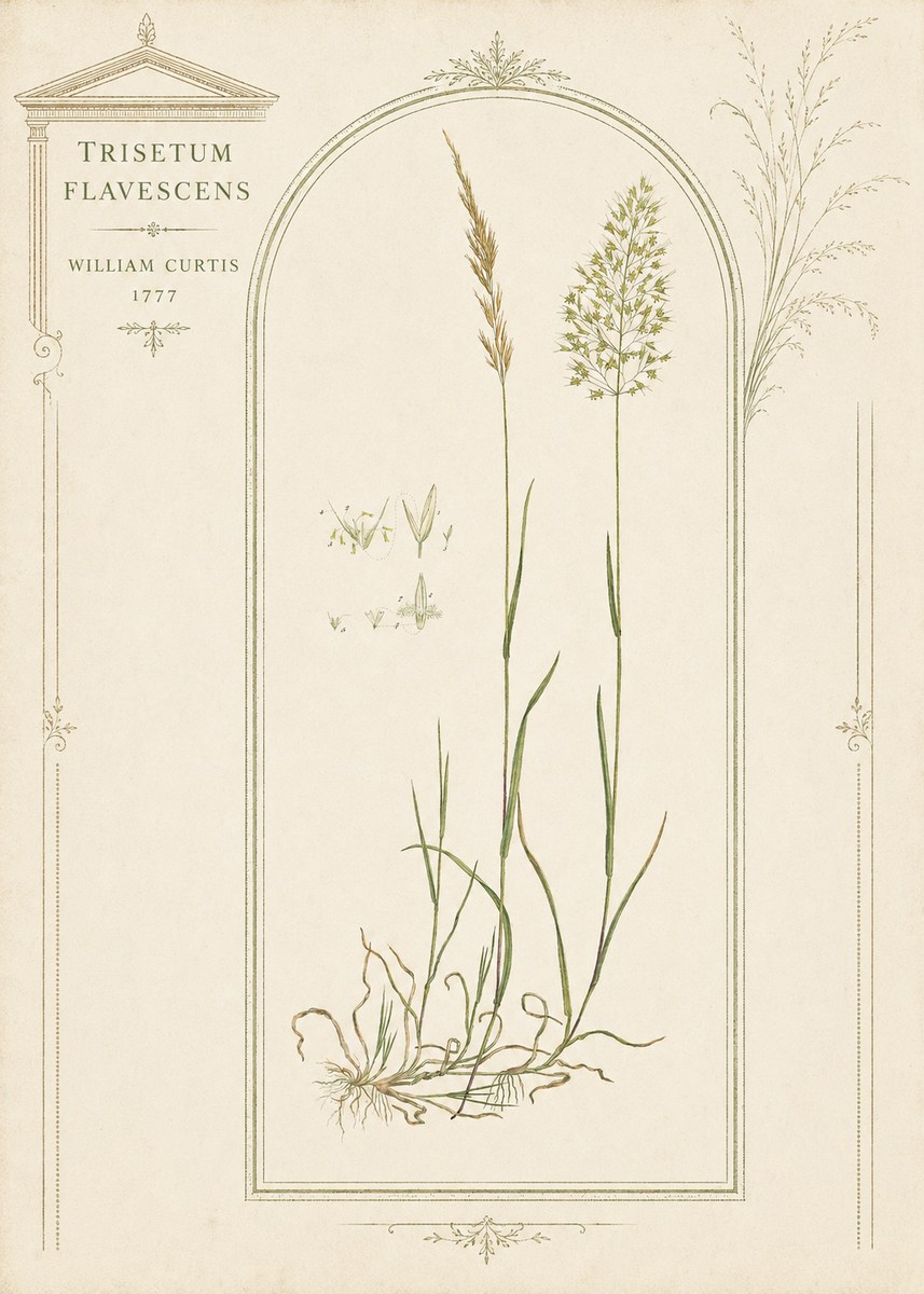 William Curtis Trisetum Flavescens II No3 - Affiche