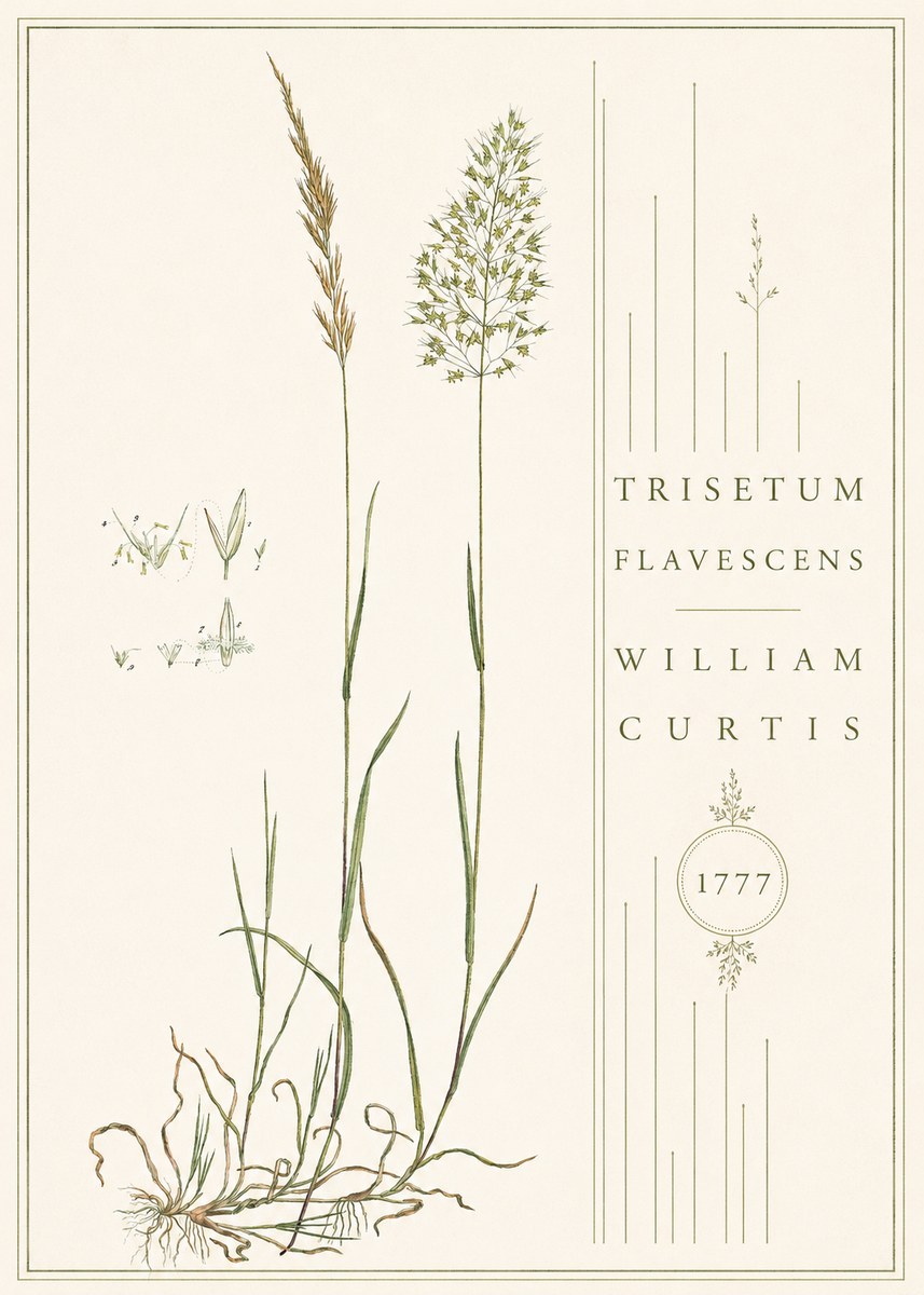 William Curtis Trisetum Flavescens II No4 - Affiche