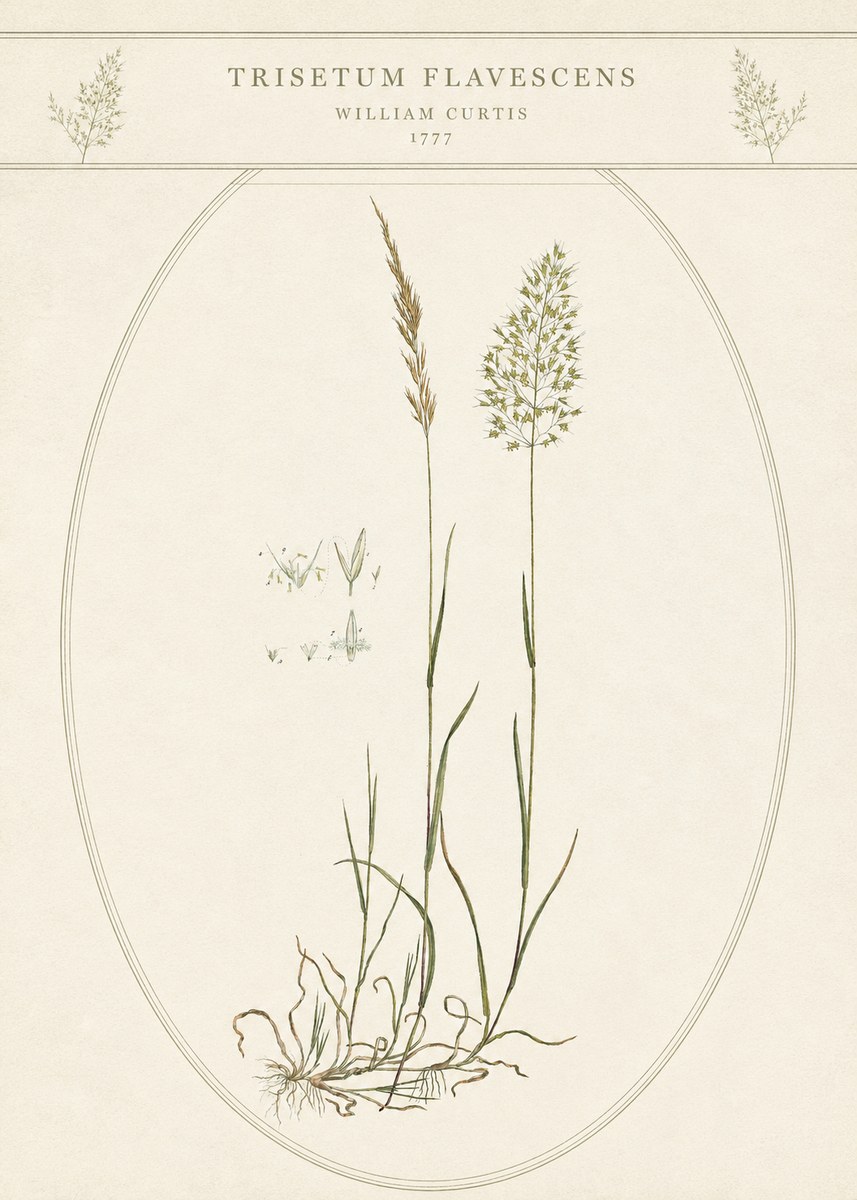 William Curtis Trisetum Flavescens II No5 - Affiche