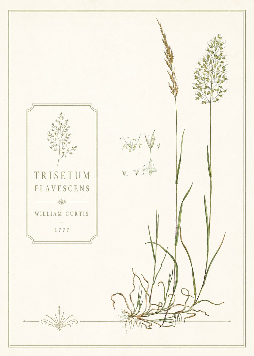 William Curtis Trisetum Flavescens II No6 - Affiche