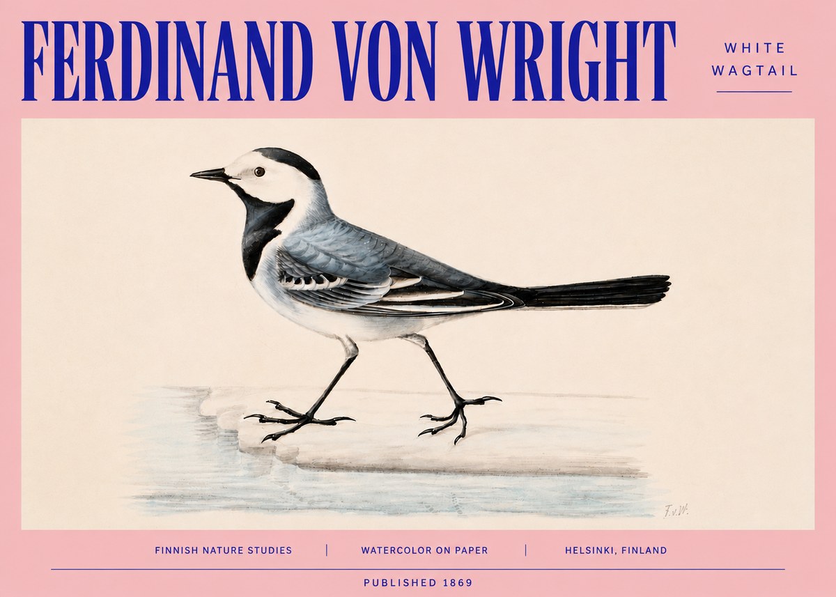 Ferdinand von Wright White Wagtail No4 - Affiche