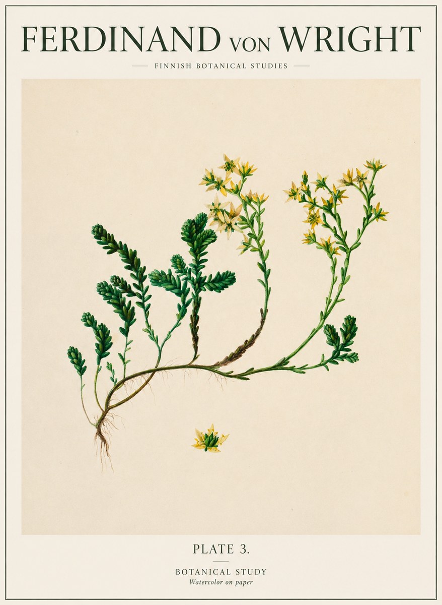 Ferdinand von Wright Botanical Study No1 - Affiche