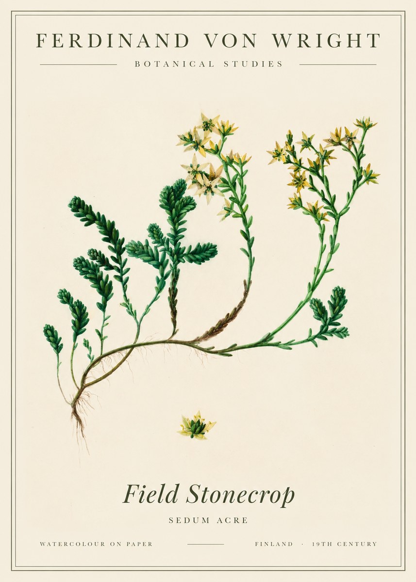 Ferdinand von Wright Botanical Study No3 - Affiche