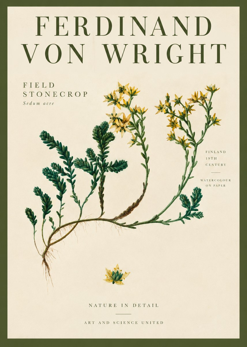 Ferdinand von Wright Botanical Study No4 - Affiche