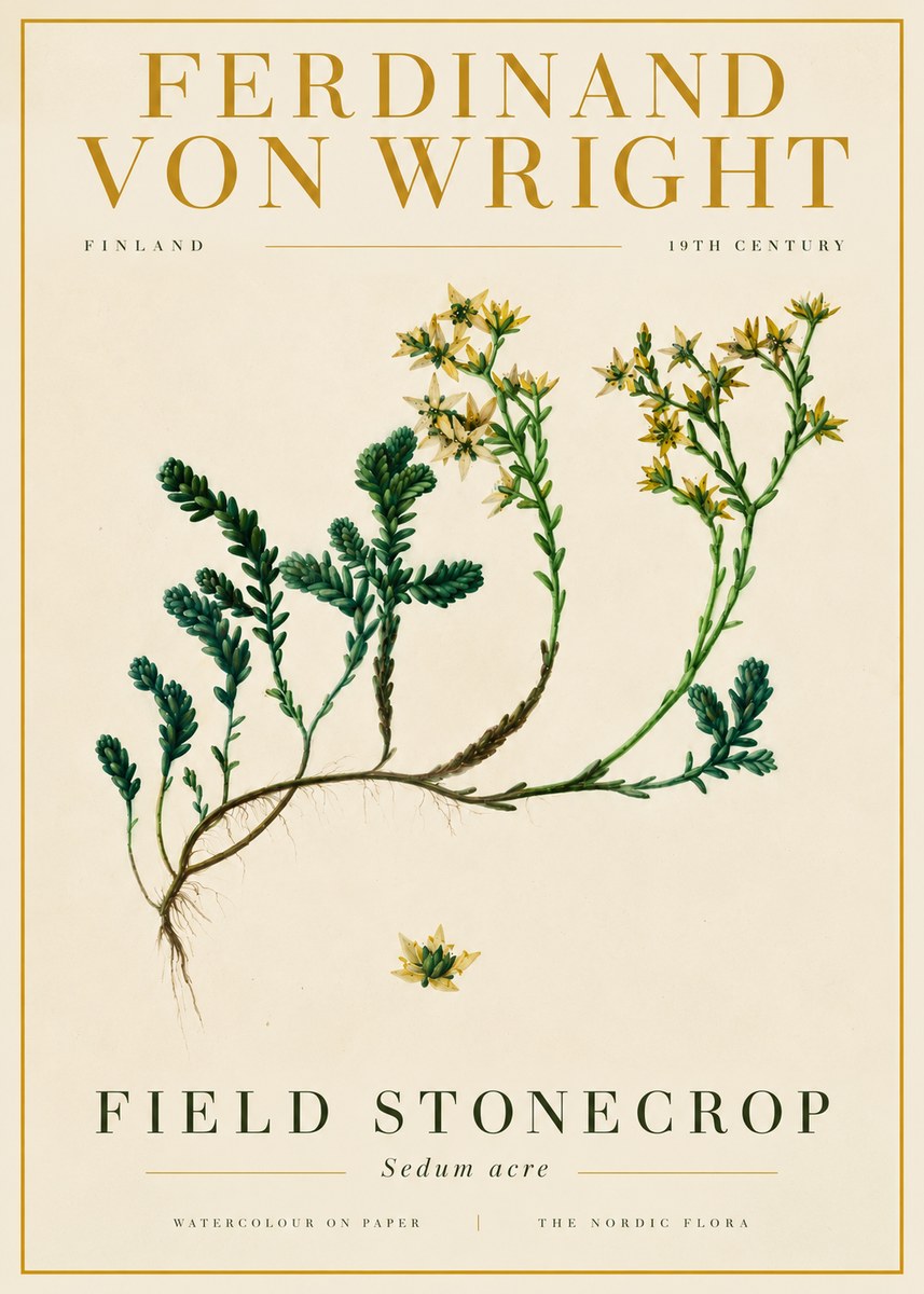 Ferdinand von Wright Botanical Study No6 - Affiche
