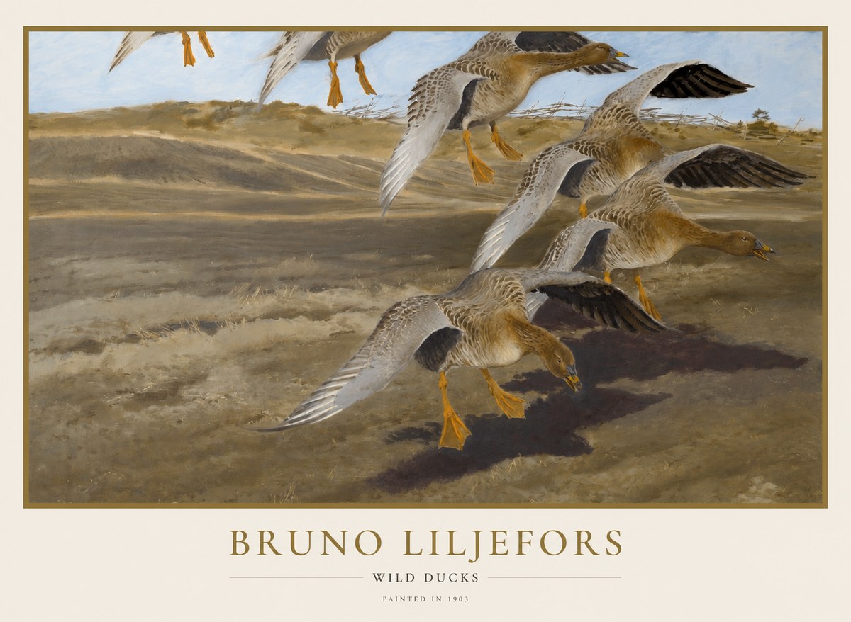 Bruno Liljefors Wild Ducks I No1 - Affiche