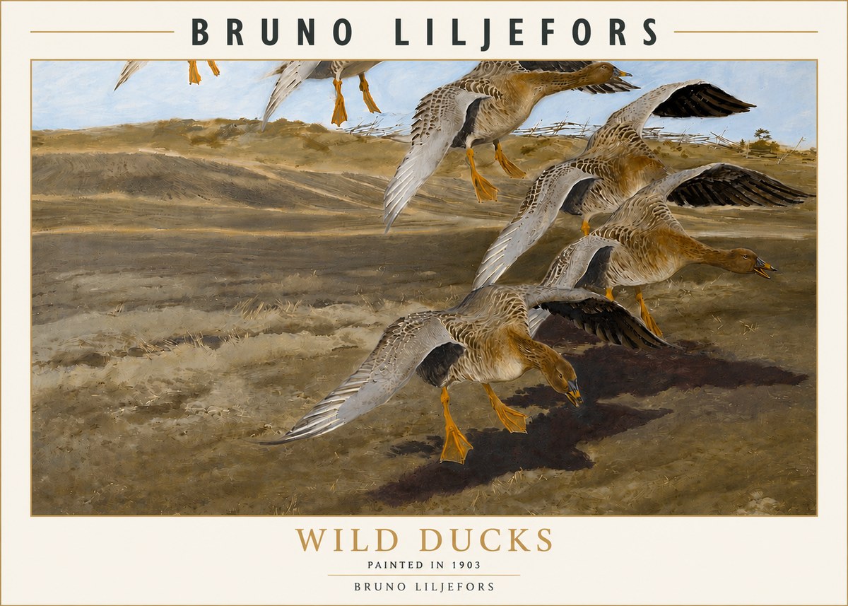 Bruno Liljefors Wild Ducks I No3 - Affiche